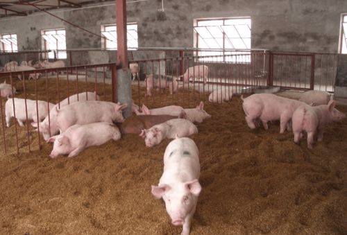 肉禽价格大涨,2020年回农村办养殖场需要什么流程